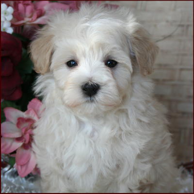 Maltipoo