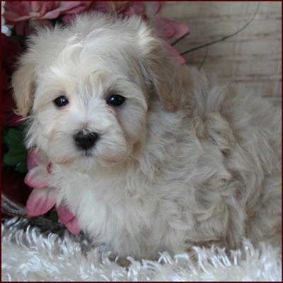 Maltipoo 