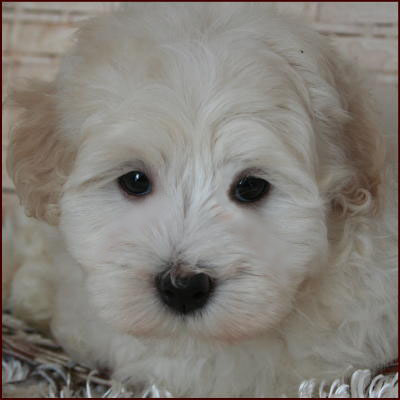 Maltipoo Puppy