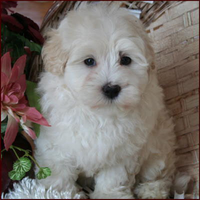 Maltipoo Puppy