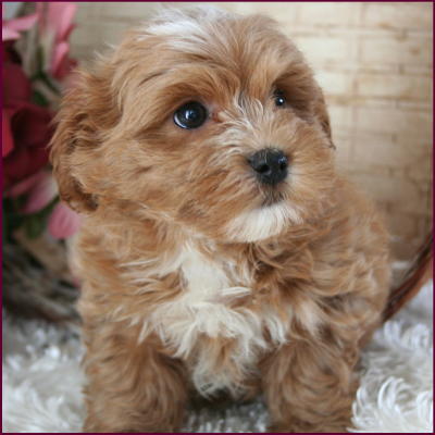 Maltipoo