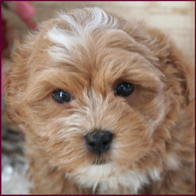 Maltipoo
