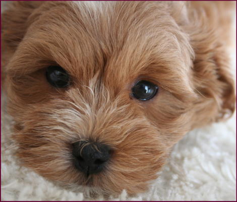 Maltipoo