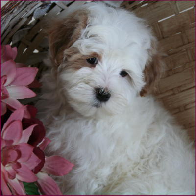 Maltipoo Puppy