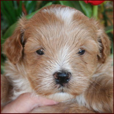 Maltipoo