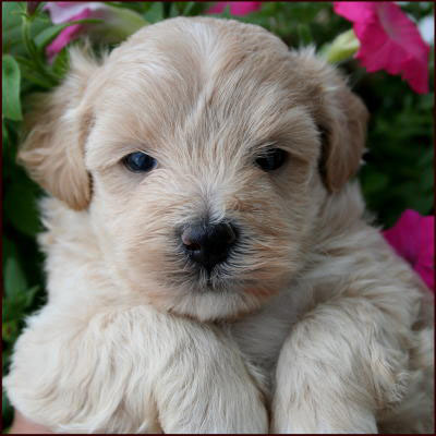 Maltipoo