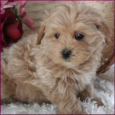 Maltipoo
