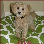 Bichon poodle puppies