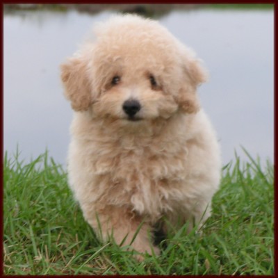 Bichon Poodle aka Poochon Puppy