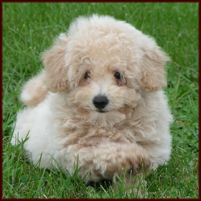 Bichon Poodle aka Poochon Puppy