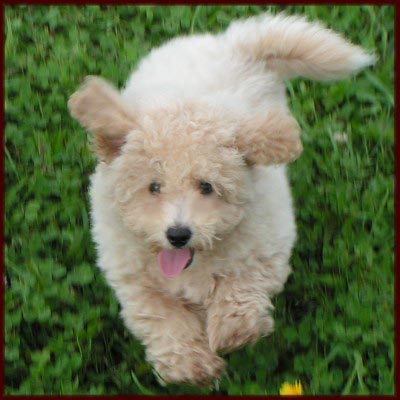 Bichon Poodle aka Poochon Puppy
