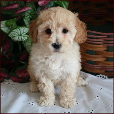 bichon poodle