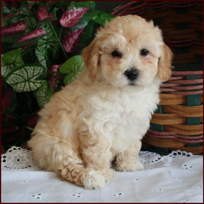 bichon poodle