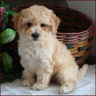 Bichon Poodle