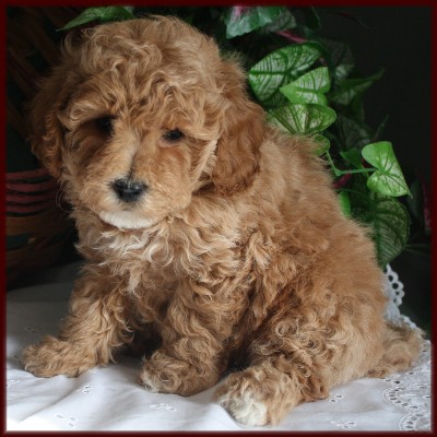 Bichon Poodle