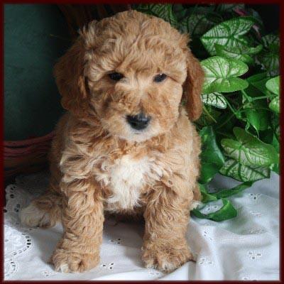bichon poodle