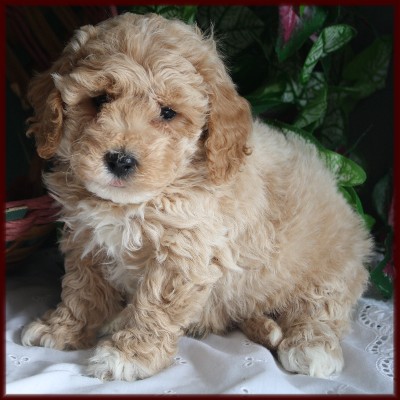 Bichon Poodle