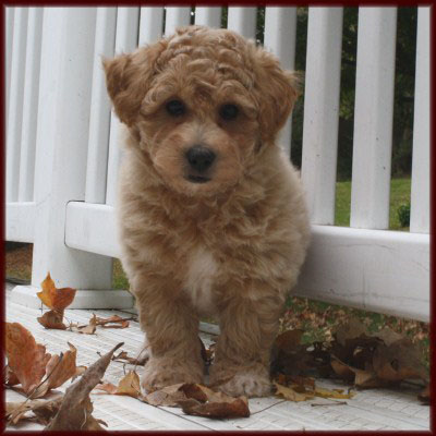 bichpoo