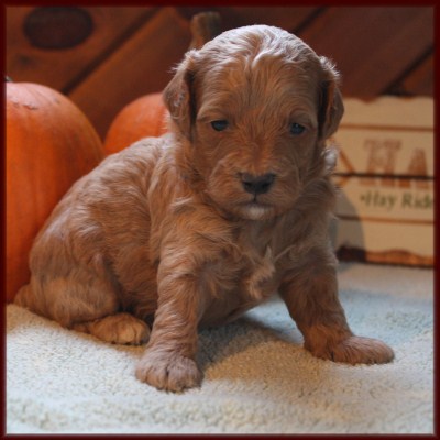 f1b poochon puppy