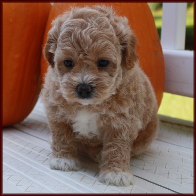 shichon poo daisy dog