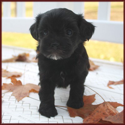 Puppies And Daisies. aka Daisy Dog Puppies for