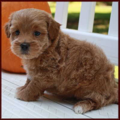 shichon poo daisy dog