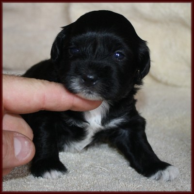Shichonpoo