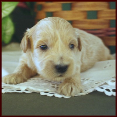 daisy dog
