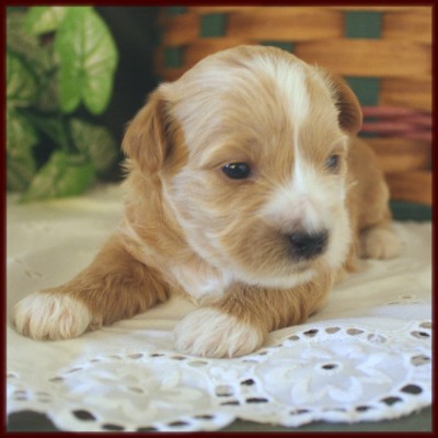 daisy dog