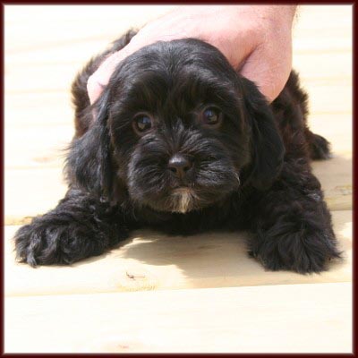 f1b poochon