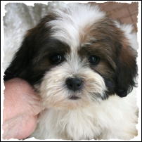 Shichon Puppy