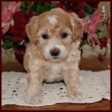 bichon poodle