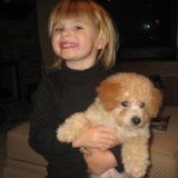 bichon poodle