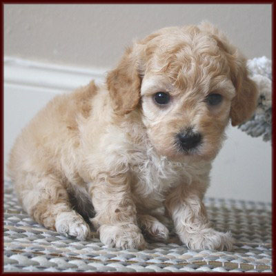 poochon