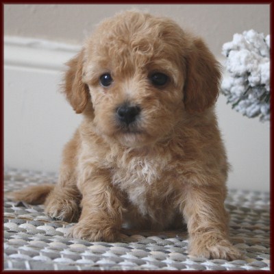 poochon