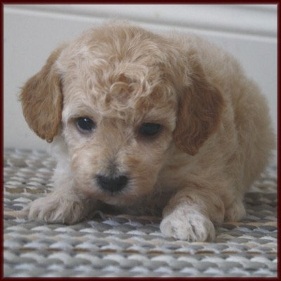 poochon