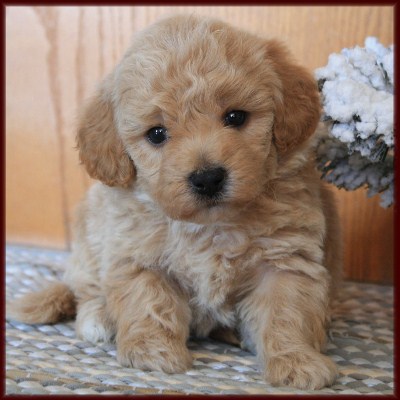 poochon