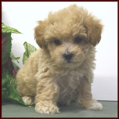 bichon poodle