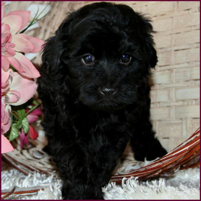 toy poodle
