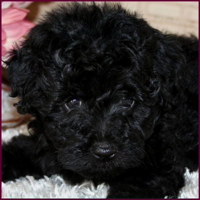toy poodle