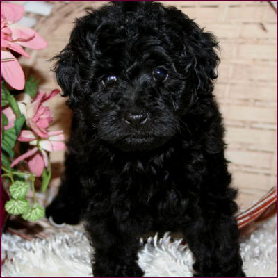 toy poodle