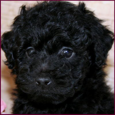 toy poodle