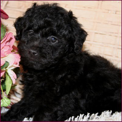 toy poodle