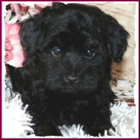 AKC Toy Poodle