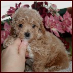 bichon poodle puppy