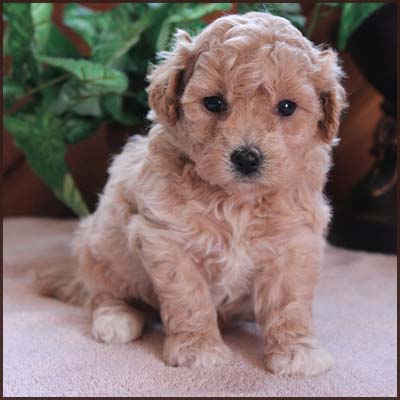 poochon puppy for sale