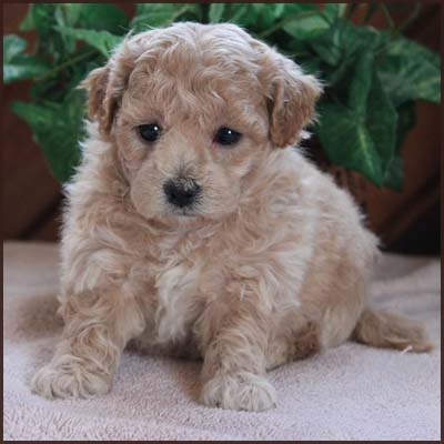 poochon puppies for sale