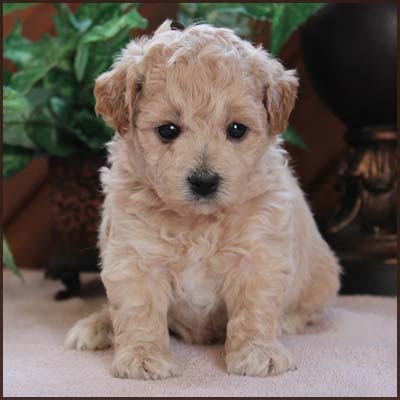 bichon poodle puppies