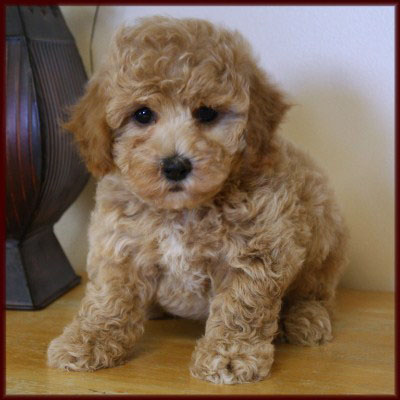 bichon poodle
