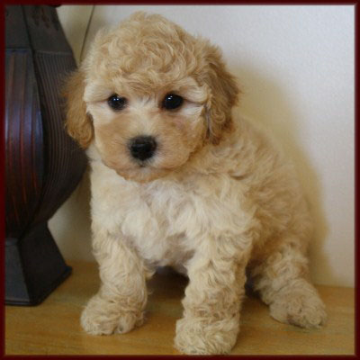 bichon poodle